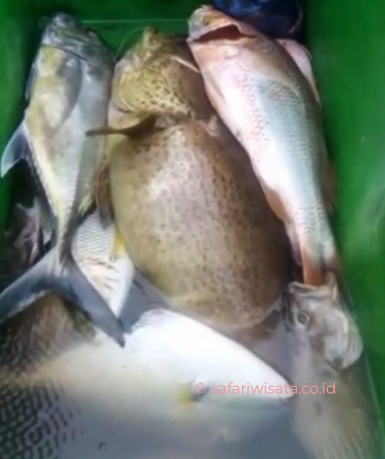 Fishing in Singapore (SG) Best Spots, Trip, fish to catch & Singapore