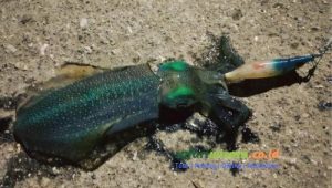 squid fishing charter