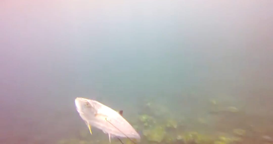 Spearfishing in Amed Bali, A Guide to Amed Spearfishing Trip Charter